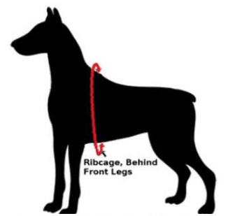 RuffRider-Roadie harness sizing dog