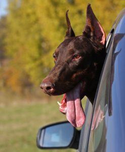 Let Me Drive! Maine's proposed seat belt law is good for dogs, and people