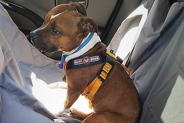 8 Harnesses to Help Your Dog Stand