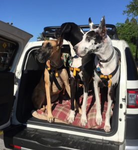 Ruff Rider Giant Breeds safely travel with Safety Harness