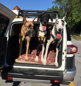Ruff Rider safety harness for Giant Breed dogs - stay safe in the car