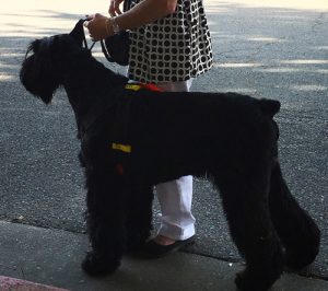 Ruff Rider Giant Schnauzer in Giant Breed safety harness