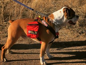 RuffRider Model B dog car safety harness