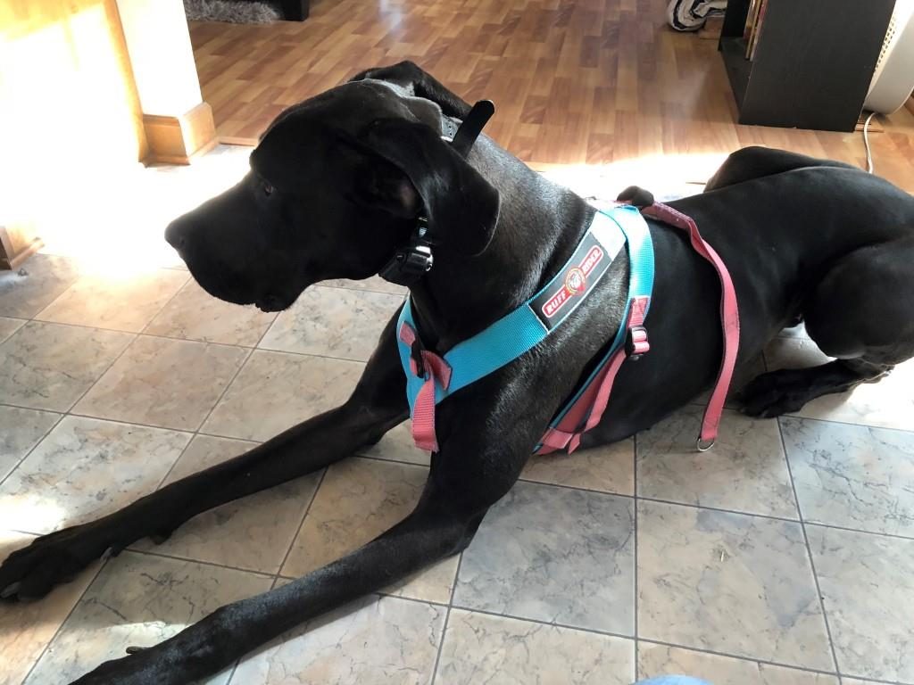 [Lexi] looks beautiful, the leash and a carabiner hook her in safely and she doesn’t tip over when we brake anymore!! I feel much safer and I feel like she’s much safer, without her being a 120lb projectile in my car anymore.