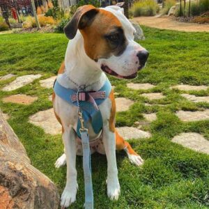 Roadie Girl from Ruff Rider - The World's Best Dog Safety Harness