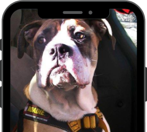 Ruff Rider - Safety Travel Tips - Best Dog Safety Harness