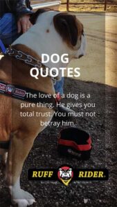 The Love of a Dog...Ruff Rider - The Roadie - The Best Dog Safety Harness